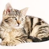 Pancréatite chez le chat